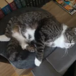 Cozy Felt Donut Cat Bed & Tunnel - Interactive Play Haven photo review