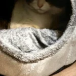 Cozy Cotton Cat Cave: Ultimate Winter Pet Bed Retreat photo review