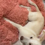 Cozy Bear Paw Pet Bed - Fluffy Comfort for All Sizes photo review