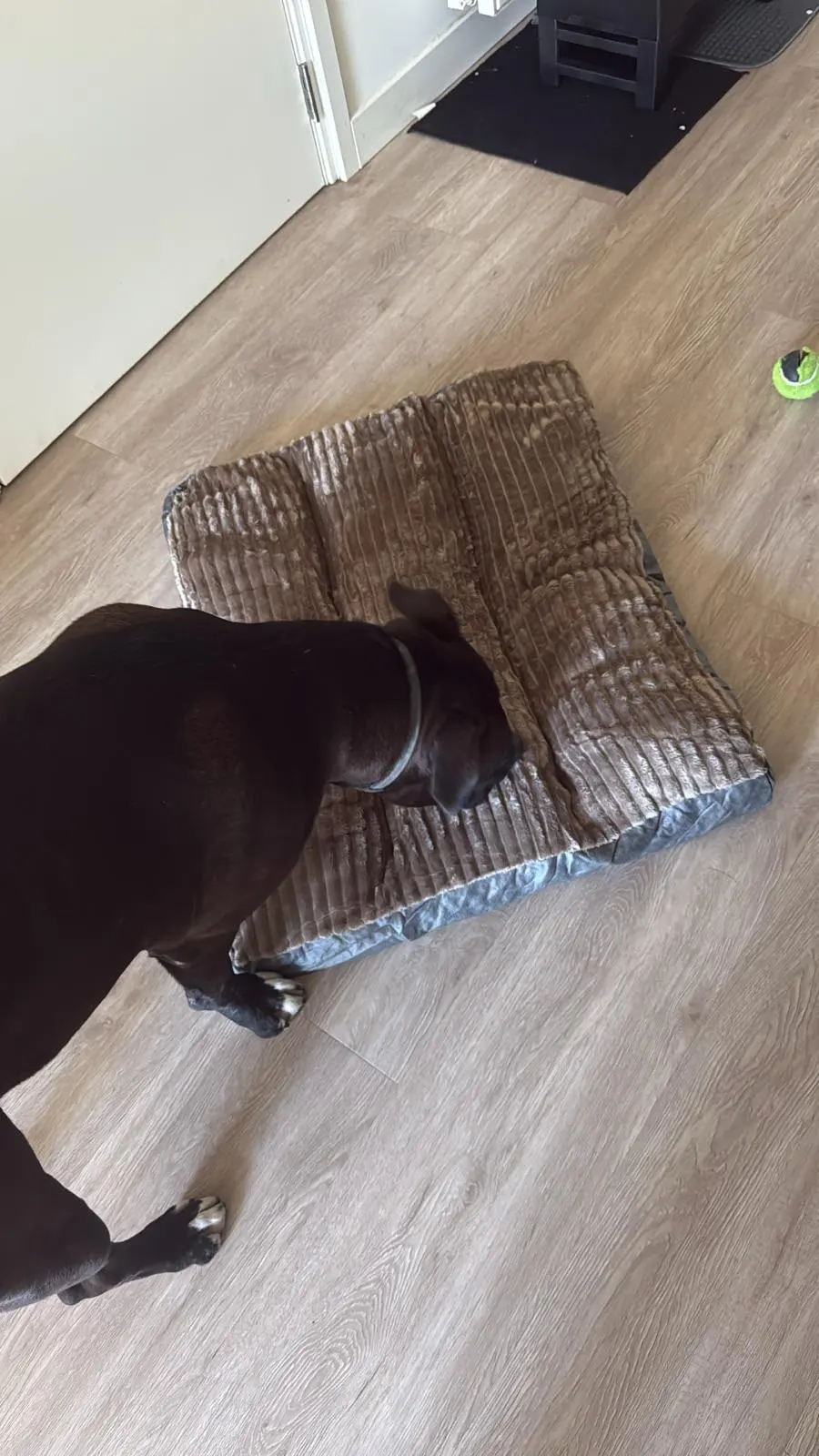 Dogs Sleeping Beds Soft Fleece Pet Blanket Detachable Cat Puppy Mat Cushion for Small Medium Large Dogs Pet Mats Accessories photo review