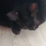 Cozy Cotton Cat Cave: Ultimate Winter Pet Bed Retreat photo review