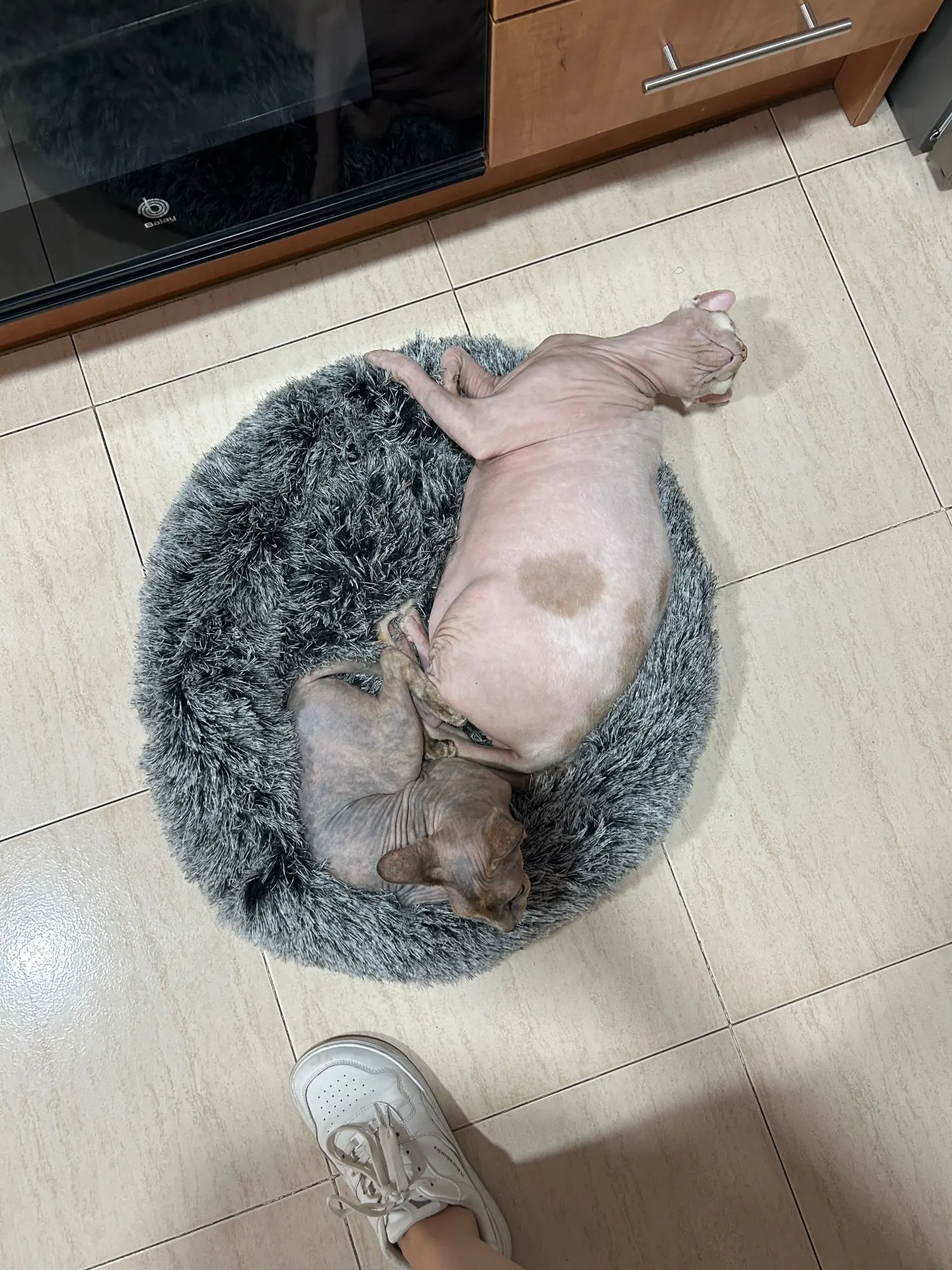 Cozy Round Pet Bed in Stylish Gradient for Large Dogs photo review