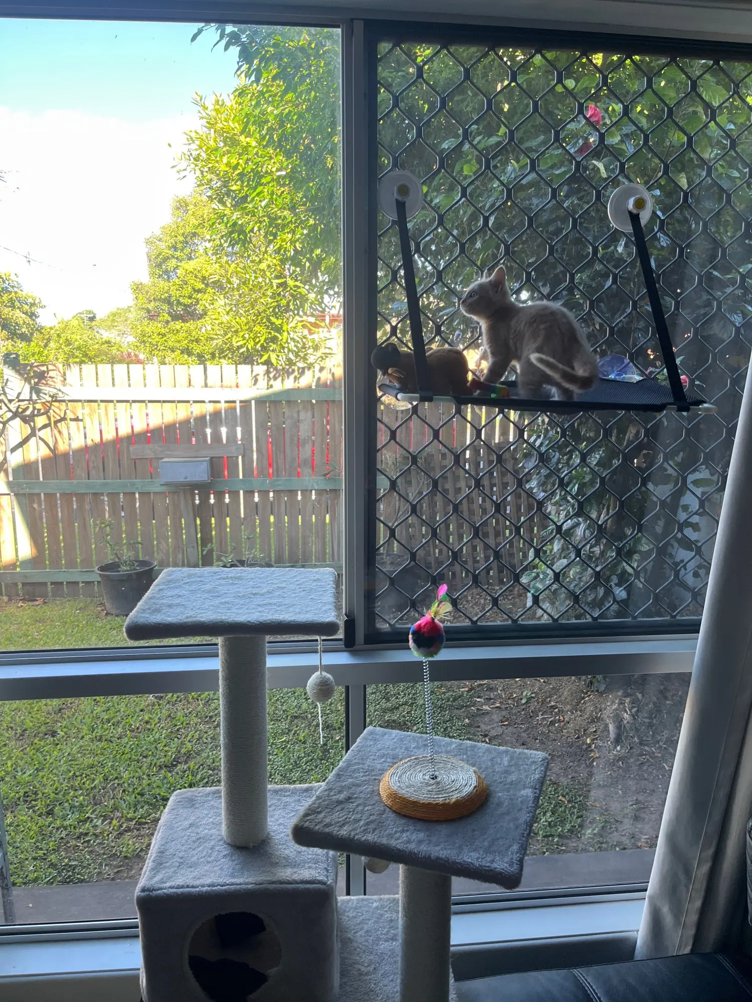 Breathable Cat Hammock with Suction Cups for Sunbathing Bliss photo review