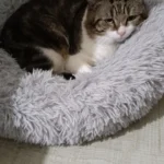 Plush Donut Cat Bed: Cozy, Washable Comfort for Pets photo review