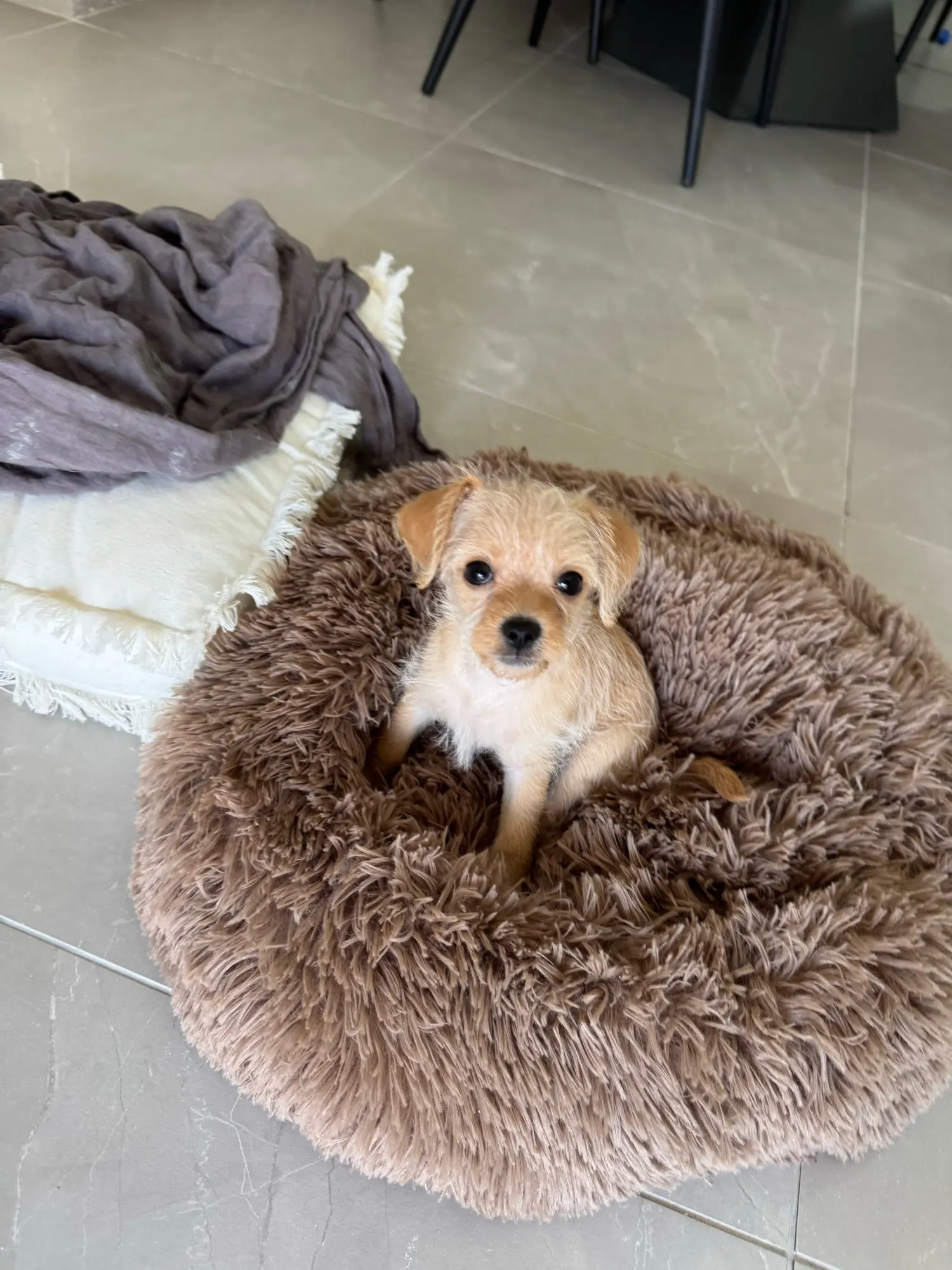 Cozy Plush Cat Bed for Ultimate Warmth & Comfort photo review