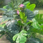 Lifelike Tropical Ficus Tree - No-Maintenance Home Decor photo review