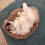 Home Plush Pet Nest Winter Cat Nest Dog Nest Warm Detachable and Washable Round Cat Nest Pet Bed Seasonal Universal Decoration photo review