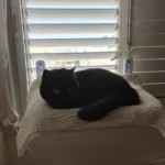 Sunshine Bliss: Foldable Suction Cup Cat Hammock Bed photo review