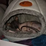 Cozy Cotton Cat Cave: Ultimate Winter Pet Bed Retreat photo review