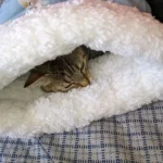 Cozy Plush Cat Sleeping Bag - Ultra Soft Travel Nest photo review