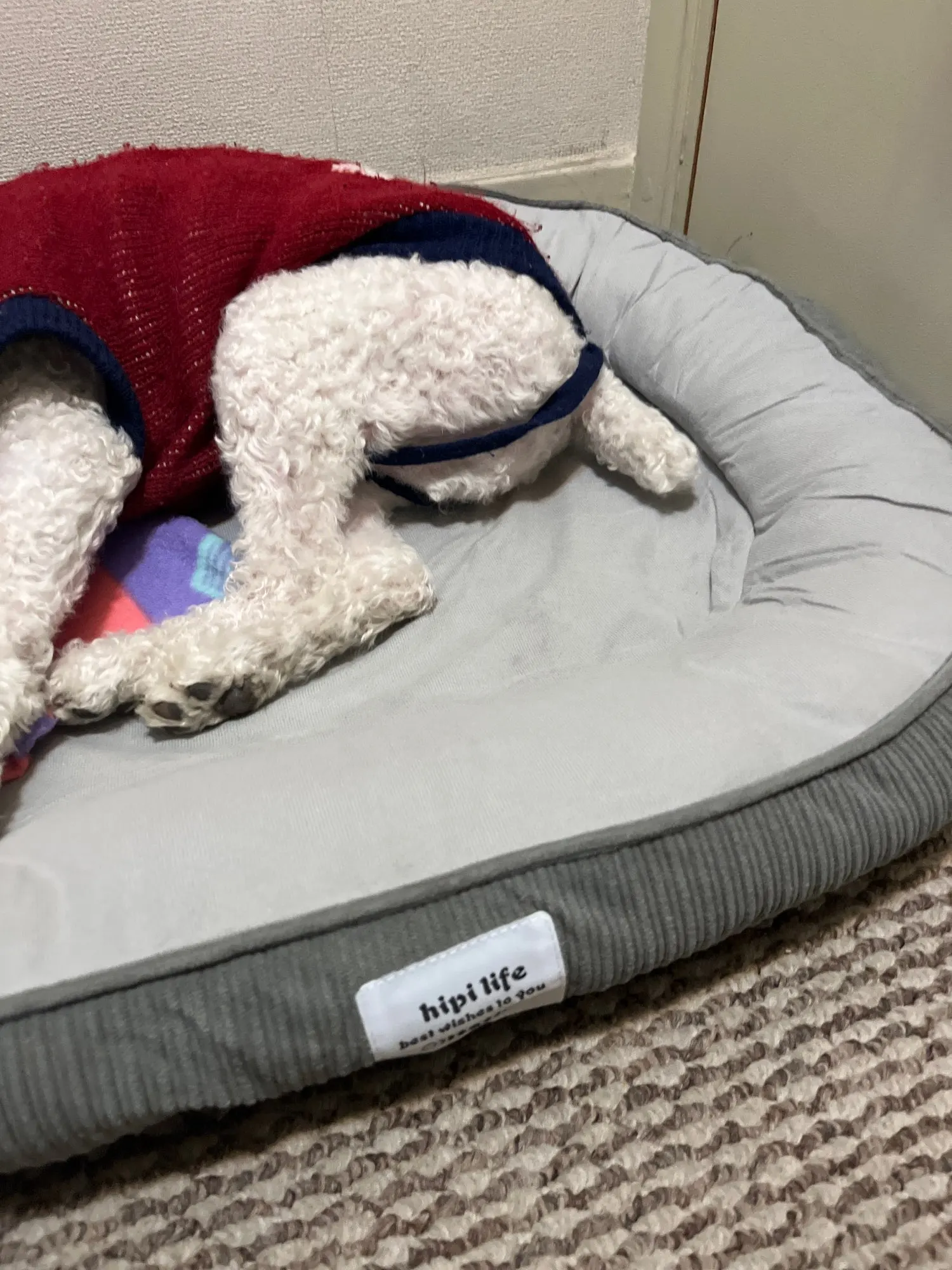 Cozy Bei Yu Pet Bed for Small & Large Dogs and Cats photo review