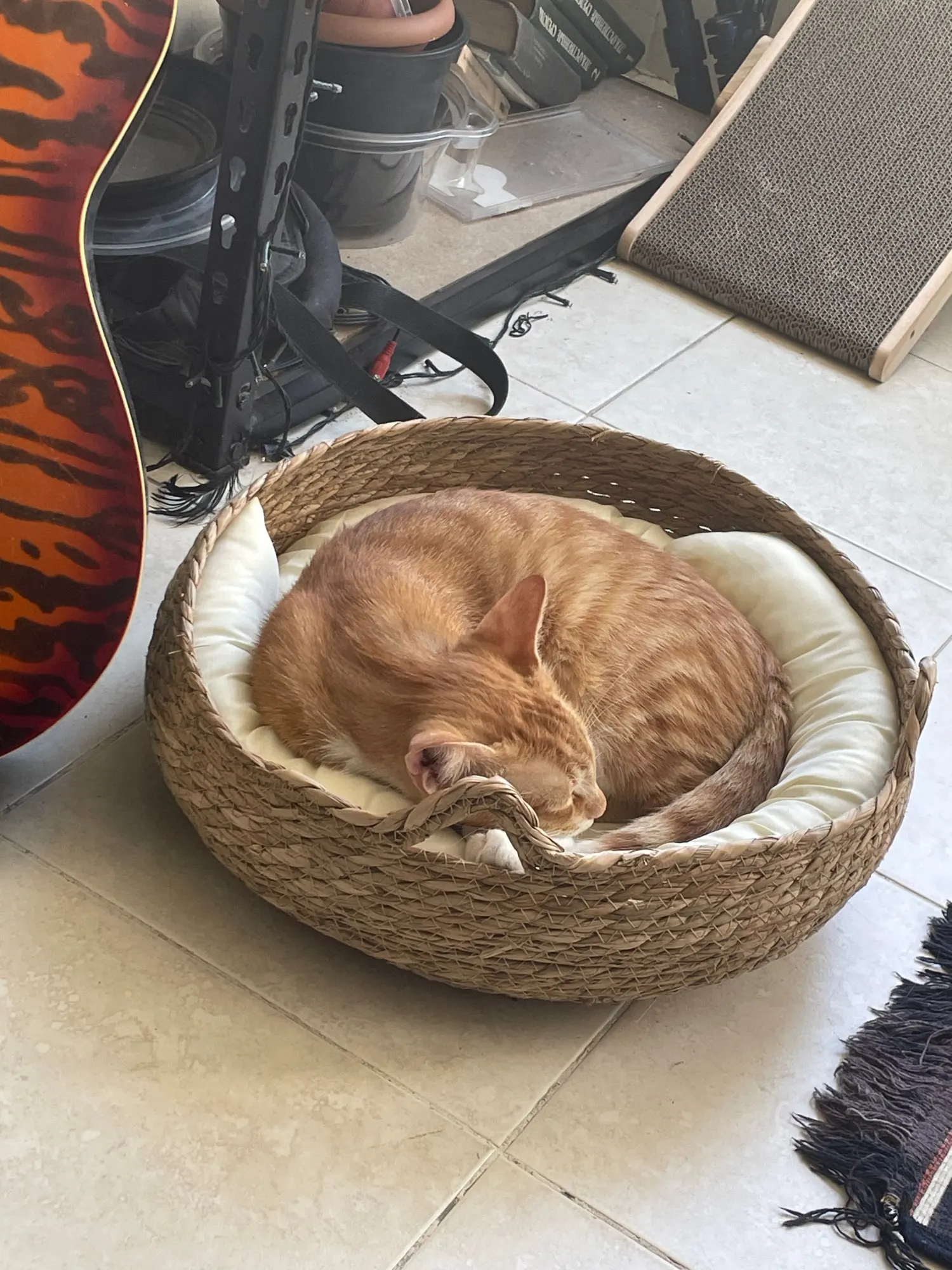 Cozy Four Seasons Handmade Cat Nest - Washable & Detachable photo review