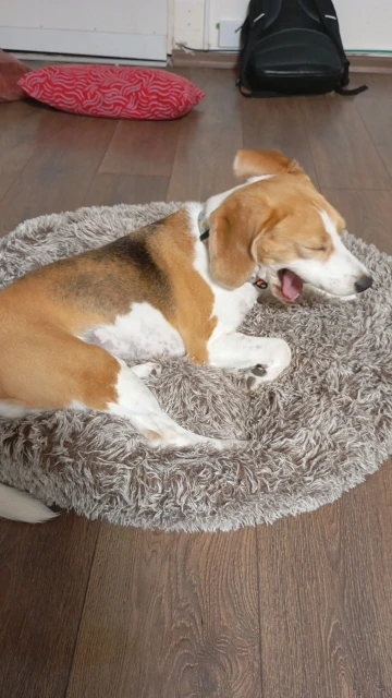 Cozy Round Pet Bed in Stylish Gradient for Large Dogs photo review
