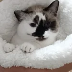 Cozy Plush Cat Sleeping Bag - Ultra Soft Travel Nest photo review