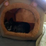 Cozy Foldable Pet House: Washable Cave for Cats & Small Dogs photo review