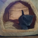 Cozy Foldable Pet House: Washable Cave for Cats & Small Dogs photo review