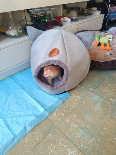 Cozy Cotton Cat Cave: Ultimate Winter Pet Bed Retreat photo review