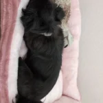 Bed for Dog Cat Pet Square Plush Kennel Medium Small Dog Sofa Bed Cushion Pet Calming Dog Bed House Pet Supplies Accessories photo review