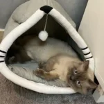 Cozy Cartoon Cat Bed: Removable, Washable, & Foldable Delight photo review