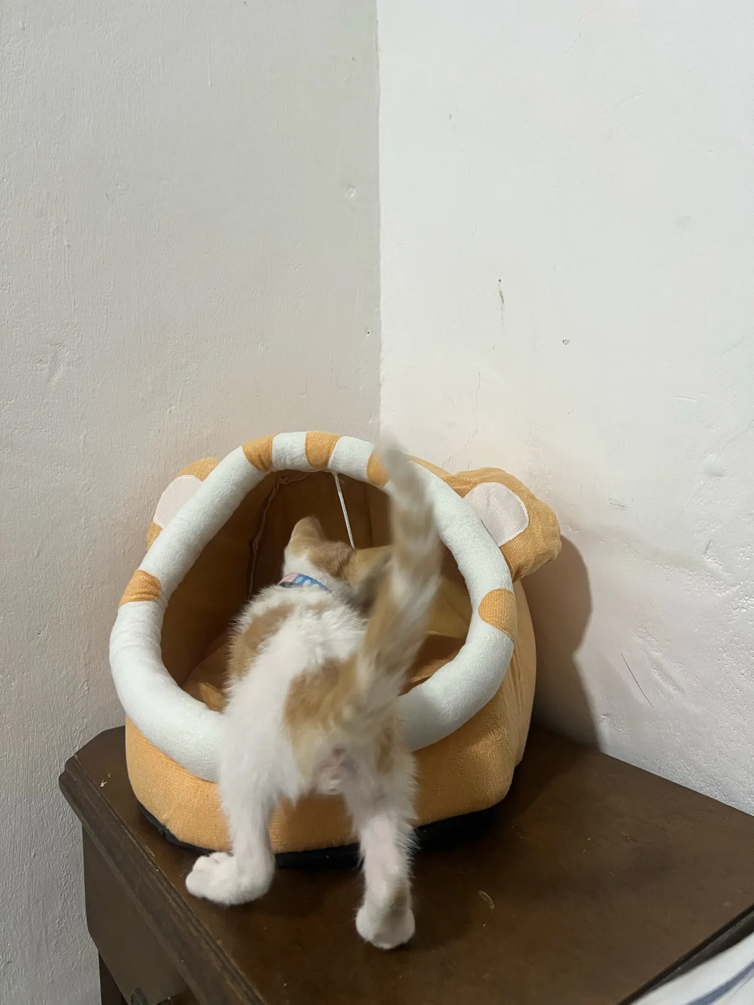 Cozy Cotton Cat Cave: Warm Pet Bed for Cats & Small Dogs photo review