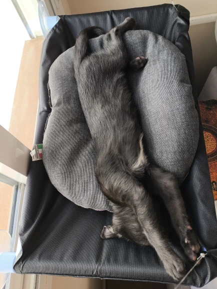Cozy Cat Hammock: Sunlit Window Nest for Happy Felines photo review