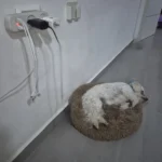 Cozy Plush Cat Bed for Ultimate Warmth & Comfort photo review