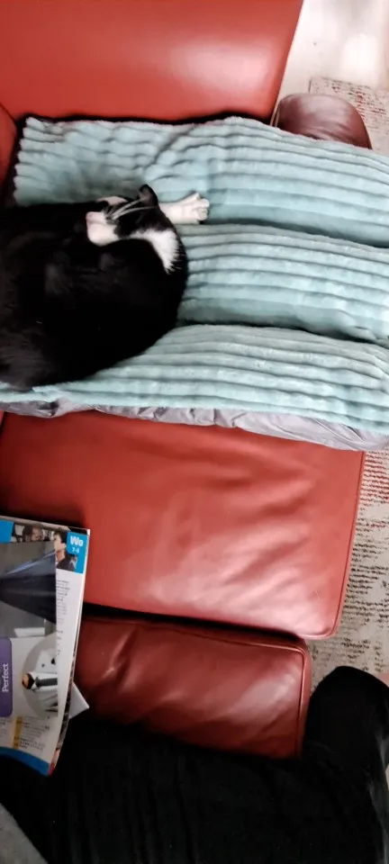 Cozy Corduroy Dog Bed - Detachable & Washable Comfort Mat photo review