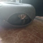 Cozy Felt Donut Cat Bed & Tunnel - Interactive Play Haven photo review