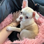 Plush Donut Cat Bed: Cozy, Washable Comfort for Pets photo review