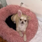 Cozy Round Plush Dog & Cat Bed for Ultimate Warmth & Style photo review