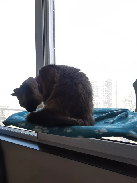 Cozy Suction Cup Cat Hammock for Window Views photo review