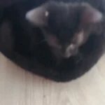 Cozy Cotton Cat Cave: Ultimate Winter Pet Bed Retreat photo review