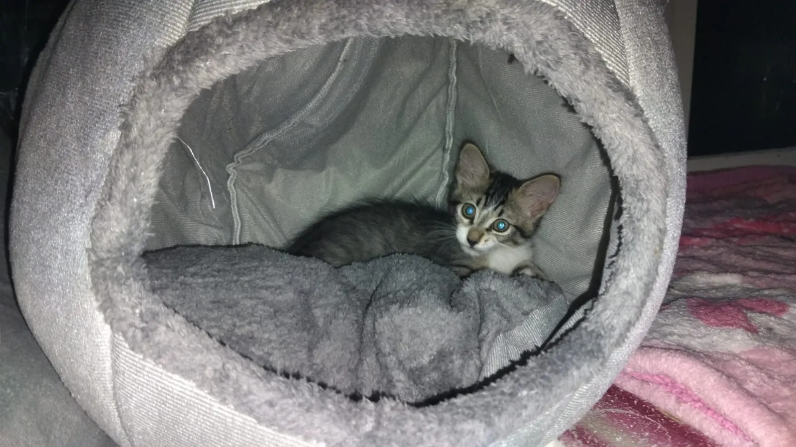 Cozy Cotton Cat Cave: Ultimate Winter Pet Bed Retreat photo review