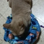 Cozy Adjustable Cotton Pet Nest Bed for Cats & Puppies photo review