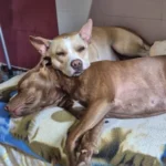 Plush Donut Cat Bed: Cozy, Washable Comfort for Pets photo review