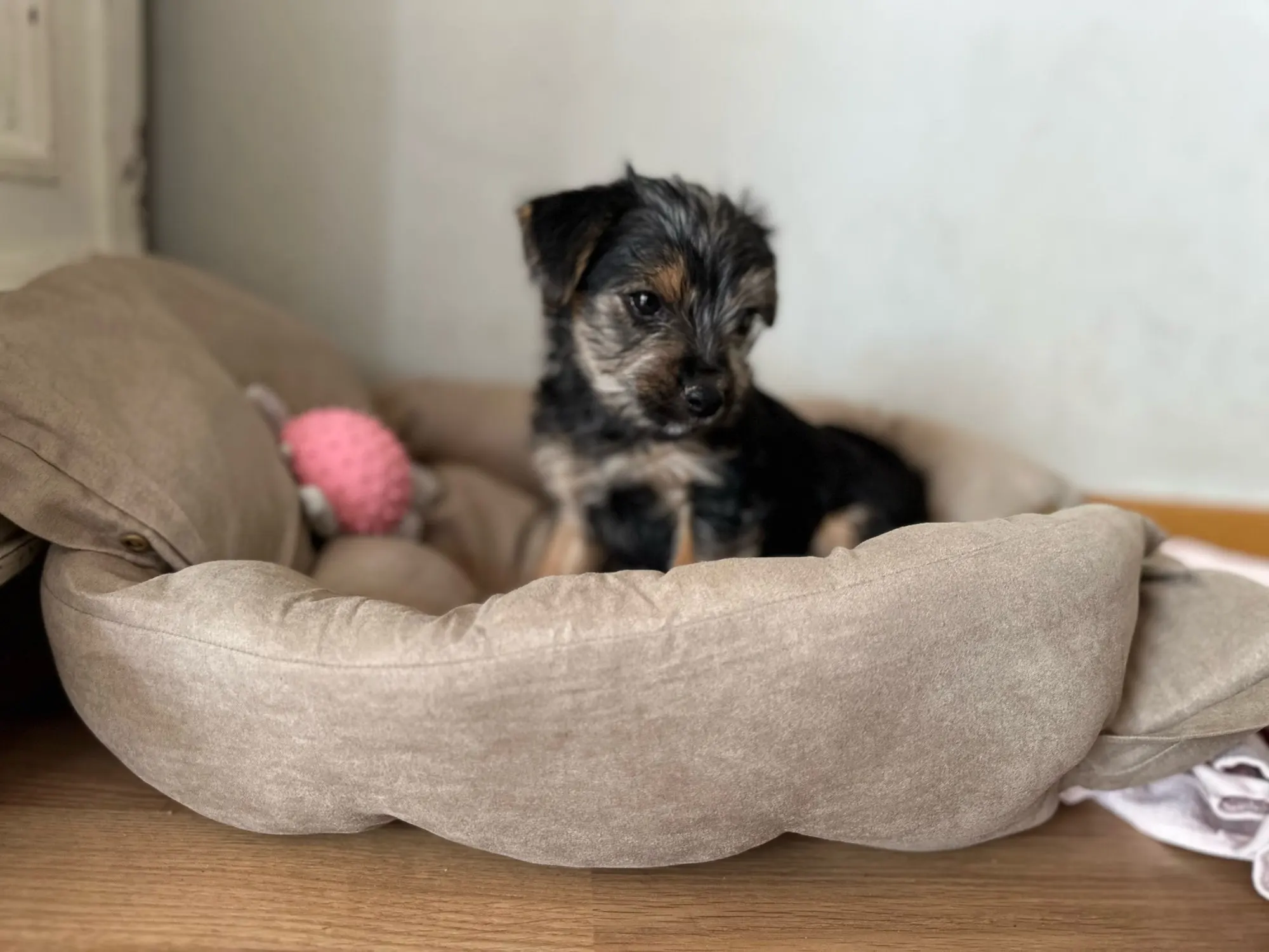 Multifunction Dog Bed Mat 3 IN 1 Dogs Cat Sleeping Bed Sofa Warm Winter Puppy Kitten Nest Kennel Soft Pet Cushion For Dogs Cats photo review