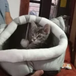 Cozy Cotton Cat Cave: Warm Pet Bed for Cats & Small Dogs photo review