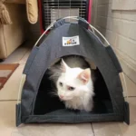 Versatile Foldable Cat Tent: Cool & Cozy All-Season Haven photo review