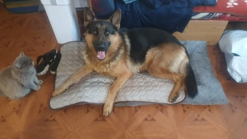 KEMORELA Extra Large Plush Dog Bed Sofa Thickened Super Soft Polyester Pet Mat Dog Crate Mat Bed For Small Medium Large Dog Bed photo review
