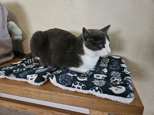 Cozy Plush Cat & Small Dog Bed Mat - Breathable & Soft photo review