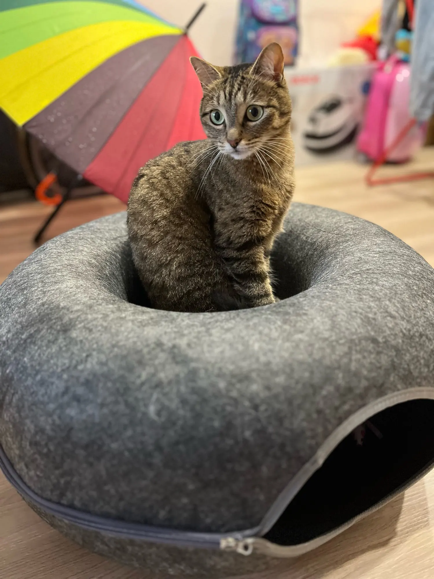 Cozy Felt Donut Cat Bed & Tunnel - Interactive Play Haven photo review