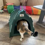 Versatile Foldable Cat Tent: Cool & Cozy All-Season Haven photo review