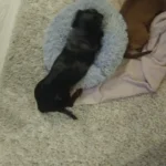 Cozy Round Pet Bed in Stylish Gradient for Large Dogs photo review