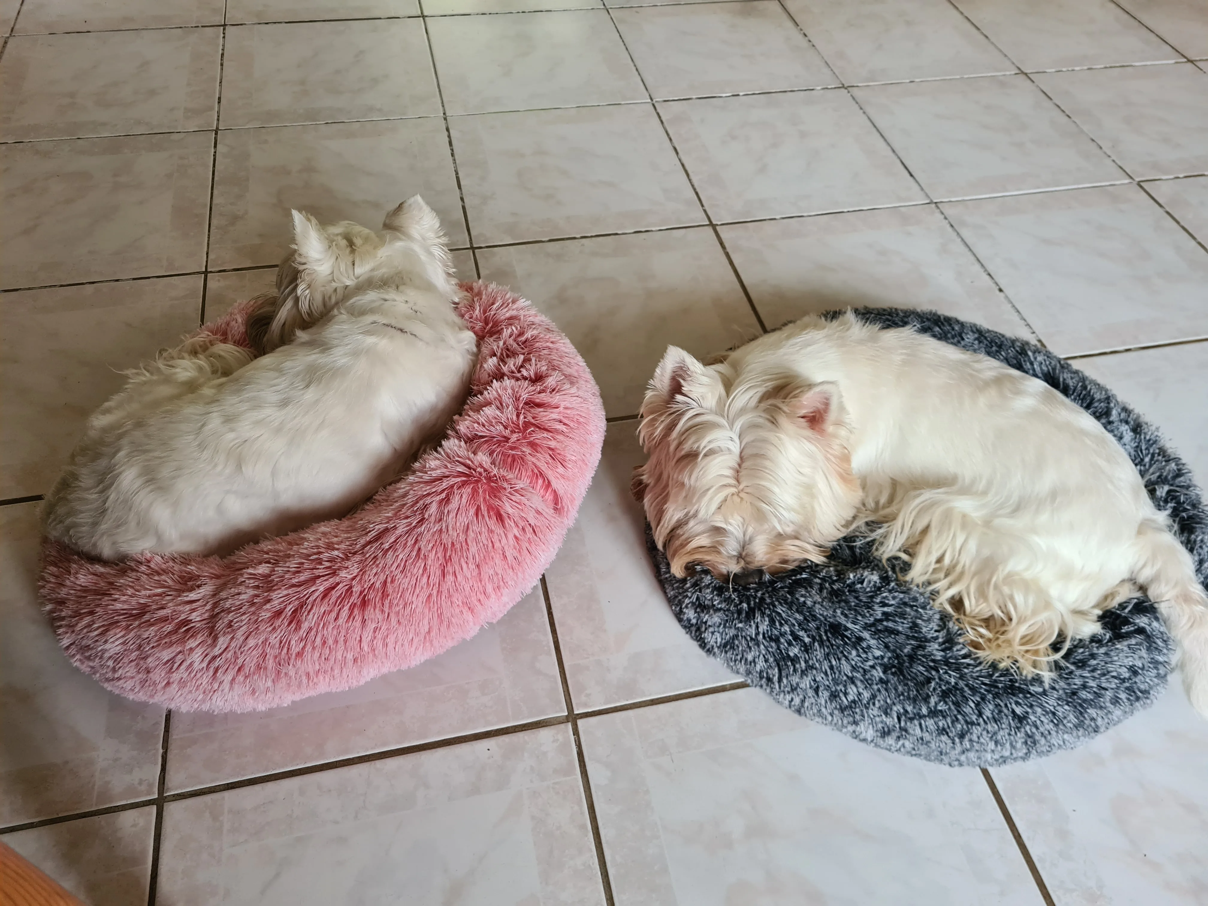 Cozy Round Pet Bed in Stylish Gradient for Large Dogs photo review