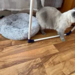 Cozy Plush Cat Bed for Ultimate Warmth & Comfort photo review