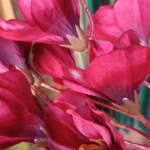 Elegant Magnolia Silk Flower Set - 5 Forks, 20 Heads for Home Decor photo review