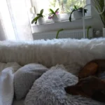 Plush Faux Fur Rug: Elevate Comfort & Style Effortlessly photo review