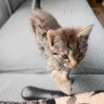 Elegant Jacquard Sofa Cover - Soft, Stretchy Protection for All Sofas photo review