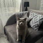 Cozy Christmas Faux Wool Pillow Cover - Plush Fleece Cushion photo review