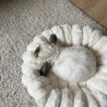 Cozy Plush Round Pet Bed for Medium Dogs & Cats - Winter Warmth photo review
